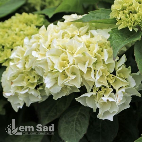 Гортензія великолиста Вуду (Hydrangea macrophylla Wudu) 20378 фото