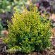 Бірючина звичайна (Ligustrum vulgare) 20188 фото 1