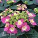 Гортензія великолиста Флейм Хот Пінк (Hydrangea macrophylla Flame Hot Pink) 20344 фото 1