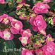 Гортензія великолиста Флейм Хот Пінк (Hydrangea macrophylla Flame Hot Pink) 20344 фото 2