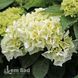 Гортензія великолиста Вуду (Hydrangea macrophylla Wudu) 20378 фото 2