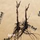 Виноград кишмиш Фейз (Faith) 40033 фото 5