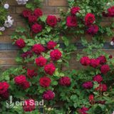 Роза английская Тесс (Rosa Tess) 50236 фото