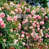 Роза плетистая Пьер де Ронсар (Rosa Pierre de Ronsard) 50201 фото