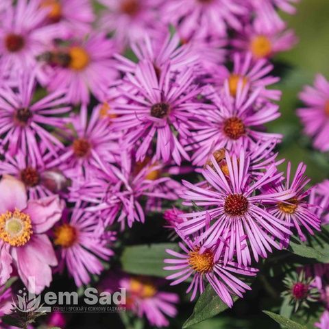 Айстра новоанглійська Пурпл Доум (Symphyotrichum novae-angliae Purple Dome) 20129 фото