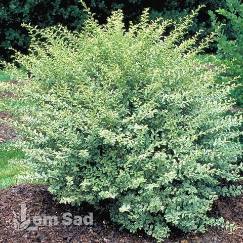 Бирючина овальнолистная Золотистая (Ligustrum ovalifolium Aureum) 20189 фото