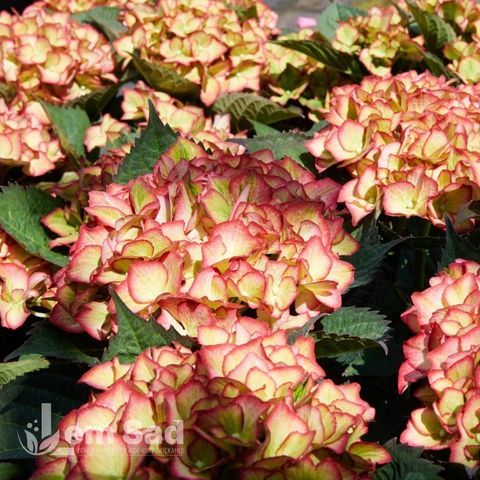 Гортензия крупнолистная Глосси Липс (Hydrangea macrophylla Glossy Lips) 20345 фото