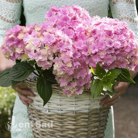 Гортензия крупнолистная Ю энд Ми Лав (Hydrangea macrophylla You & Me&reg; Love) 20379 фото