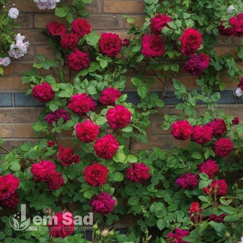 Роза английская Тесс (Rosa Tess) 50236 фото