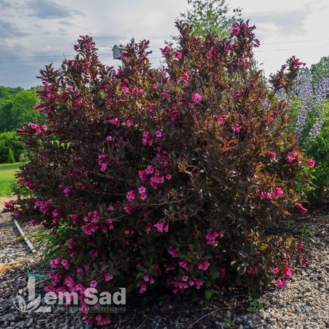 Вейгела цветущая Минор Блэк (Weigela florida Minor Black) 20239 фото
