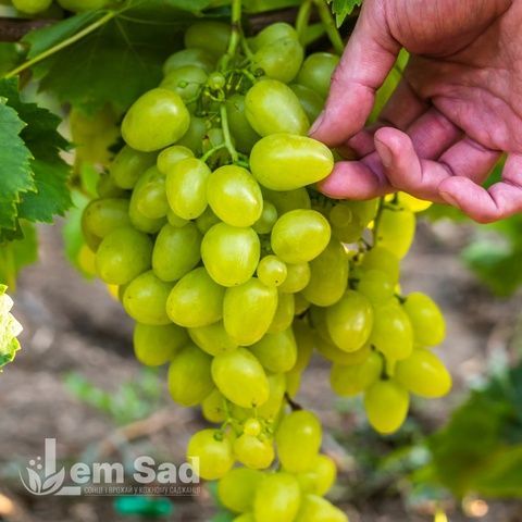 Виноград Аркадия 40027 фото
