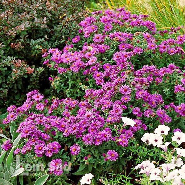 Айстра новоанглійська Пурпл Доум (Symphyotrichum novae-angliae Purple Dome) 20129 фото