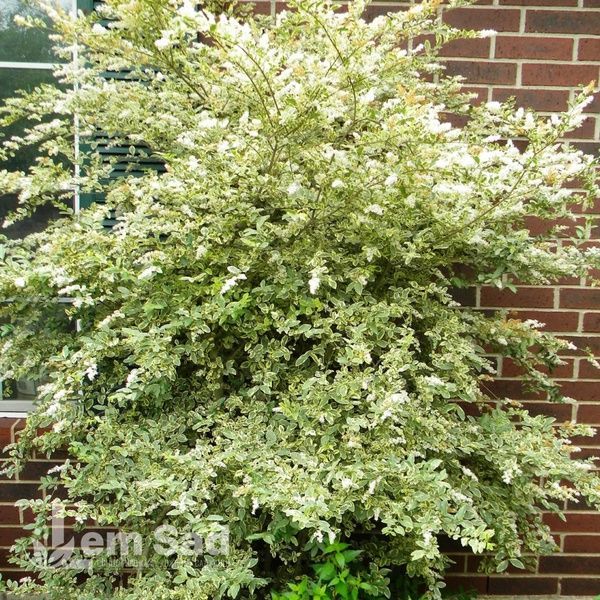 Бирючина овальнолистная Золотистая (Ligustrum ovalifolium Aureum) 20189 фото