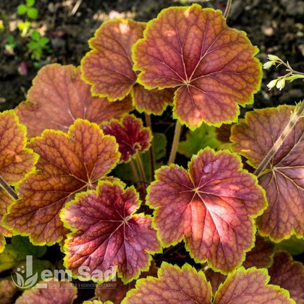Гейхера Дельта Дон (Heuchera Delta Dawn) 20280 фото