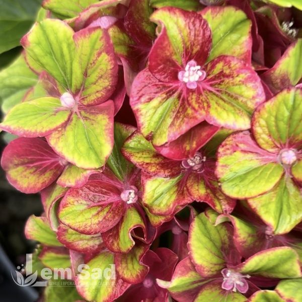 Гортензія великолиста Глоссі Ліпс (Hydrangea macrophylla Glossy Lips) 20345 фото