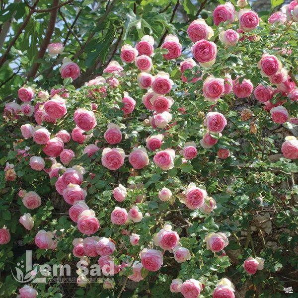 Роза плетистая Пьер де Ронсар (Rosa Pierre de Ronsard) 50201 фото