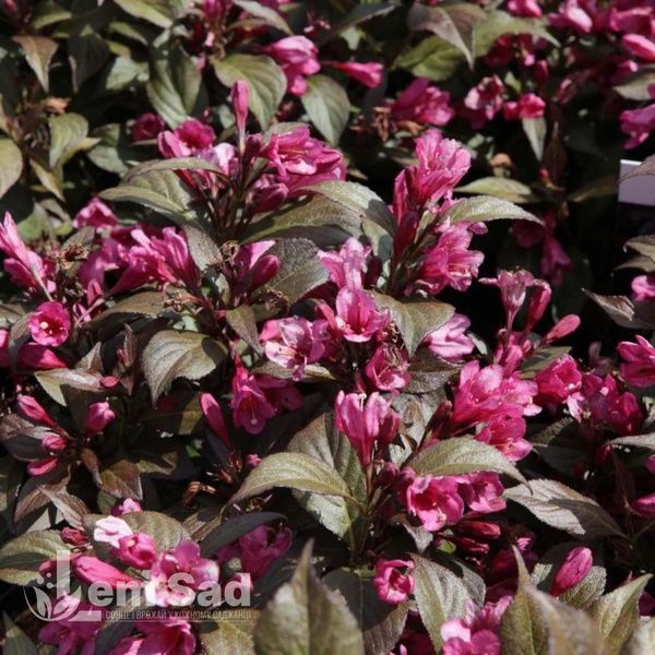 Вейгела квітуча Мінор Блек (Weigela florida Minor Black) 20239 фото