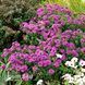 Айстра новоанглійська Пурпл Доум (Symphyotrichum novae-angliae Purple Dome) 20129 фото 2