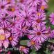 Айстра новоанглійська Пурпл Доум (Symphyotrichum novae-angliae Purple Dome) 20129 фото 1