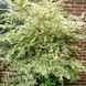 Бирючина овальнолистная Золотистая (Ligustrum ovalifolium Aureum) 20189 фото 2