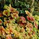 Гейхера Дельта Дон (Heuchera Delta Dawn) 20280 фото 1