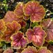 Гейхера Дельта Дон (Heuchera Delta Dawn) 20280 фото 2