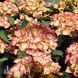 Гортензія великолиста Глоссі Ліпс (Hydrangea macrophylla Glossy Lips) 20345 фото 1