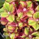 Гортензія великолиста Глоссі Ліпс (Hydrangea macrophylla Glossy Lips) 20345 фото 2