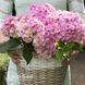 Гортензия крупнолистная Ю энд Ми Лав (Hydrangea macrophylla You & Me&reg; Love) 20379 фото 1