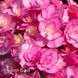 Гортензия крупнолистная Ю энд Ми Лав (Hydrangea macrophylla You & Me&reg; Love) 20379 фото 2