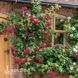 Троянда англійська Тесс (Rosa Tess) 50236 фото 2