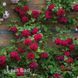 Троянда англійська Тесс (Rosa Tess) 50236 фото 1