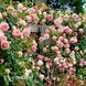 Роза плетистая Пьер де Ронсар (Rosa Pierre de Ronsard) 50201 фото 1