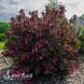 Вейгела квітуча Мінор Блек (Weigela florida Minor Black) 20239 фото 1