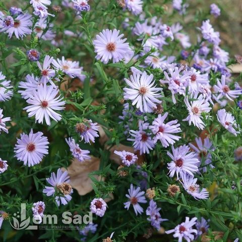 Айстра чагарникова Шнеекіссен (Symphyotrichum dumosum Schneekissen) 20130 фото