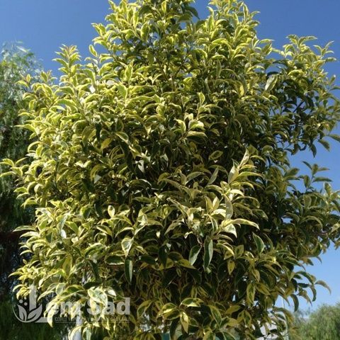 Бирючина обыкновенная Вариегата (Ligustrum vulgare Variegata) 20190 фото