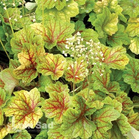 Гейхера Электра (Heuchera Electra) 20281 фото