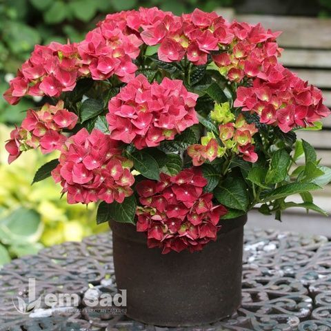 Гортензия крупнолистная Грюнес Гевольбе (Hydrangea macrophylla Gr&uuml;nes Gew&ouml;lbe) 20346 фото