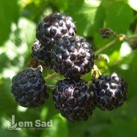 Малина чорна Чорний Діамант 30080 фото