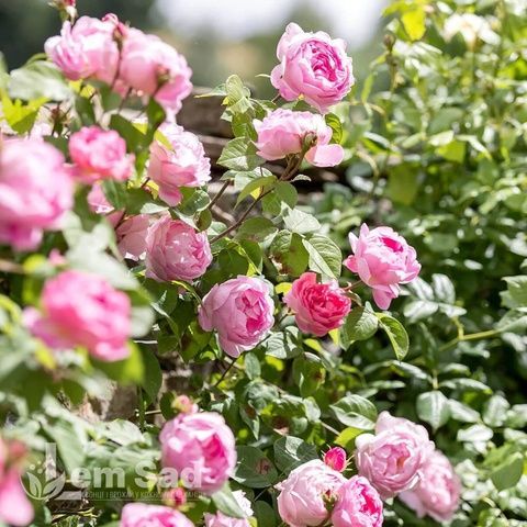 Роза английская Констанция (Rosa Constance) 50238 фото