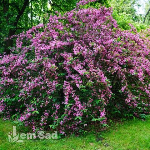 Вейгела цветущая Минуэт (Weigela florida Minuet) 20240 фото