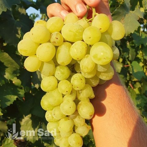 Виноград Слава Україні 40028 фото