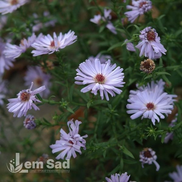 Айстра чагарникова Шнеекіссен (Symphyotrichum dumosum Schneekissen) 20130 фото