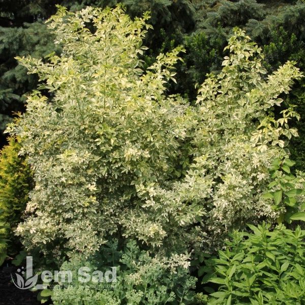 Бірючина звичайна Варієгата (Ligustrum vulgare Variegata) 20190 фото