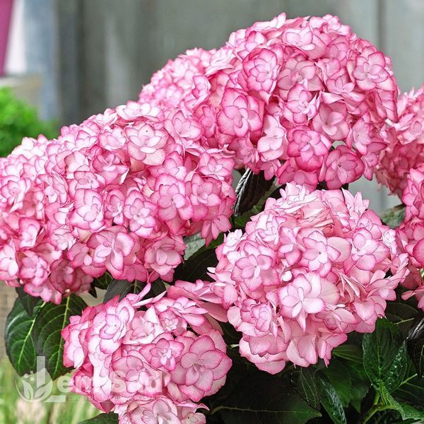 Гортензия крупнолистная Ю энд Ми Мисс Саори (Hydrangea macrophylla You & Me&reg; Miss Saori) 20380 фото