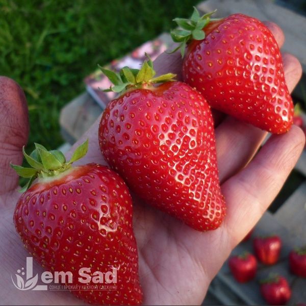Клубника Альба (Fragaria &times; ananassa Alba) 30006 фото