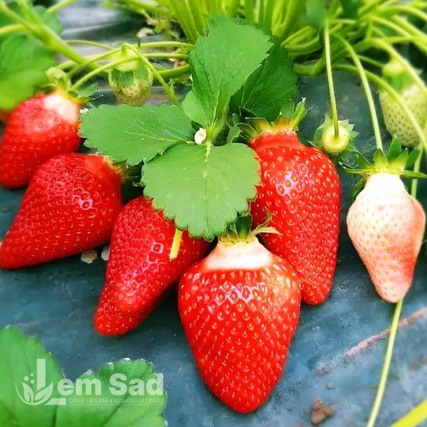 Клубника Альба (Fragaria &times; ananassa Alba) 30006 фото