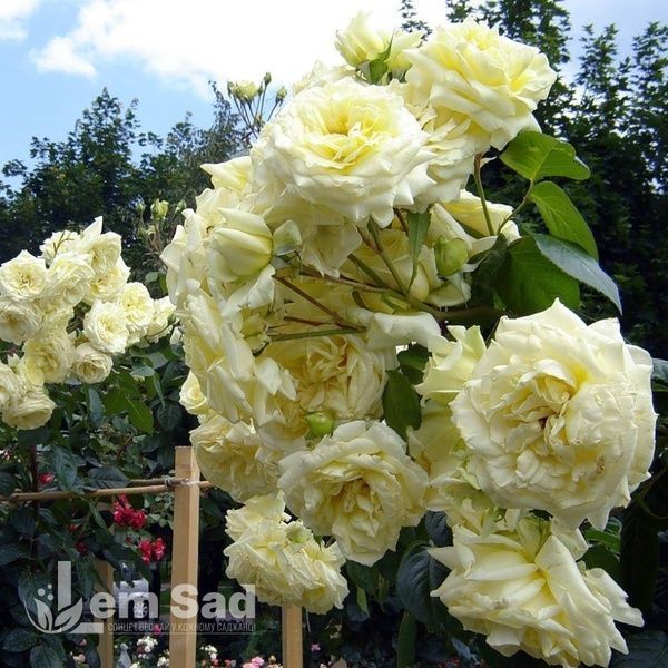 Троянда плетиста Ельф (Rosa Elfe) 50202 фото