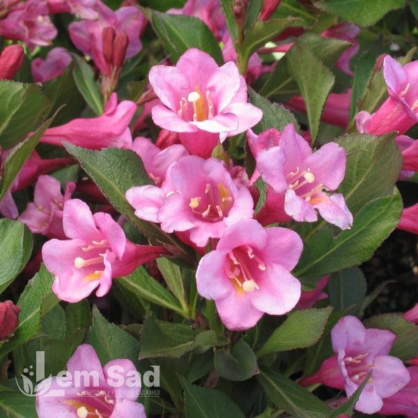 Вейгела квітуча Мінует (Weigela florida Minuet) 20240 фото