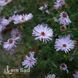 Айстра чагарникова Шнеекіссен (Symphyotrichum dumosum Schneekissen) 20130 фото 2
